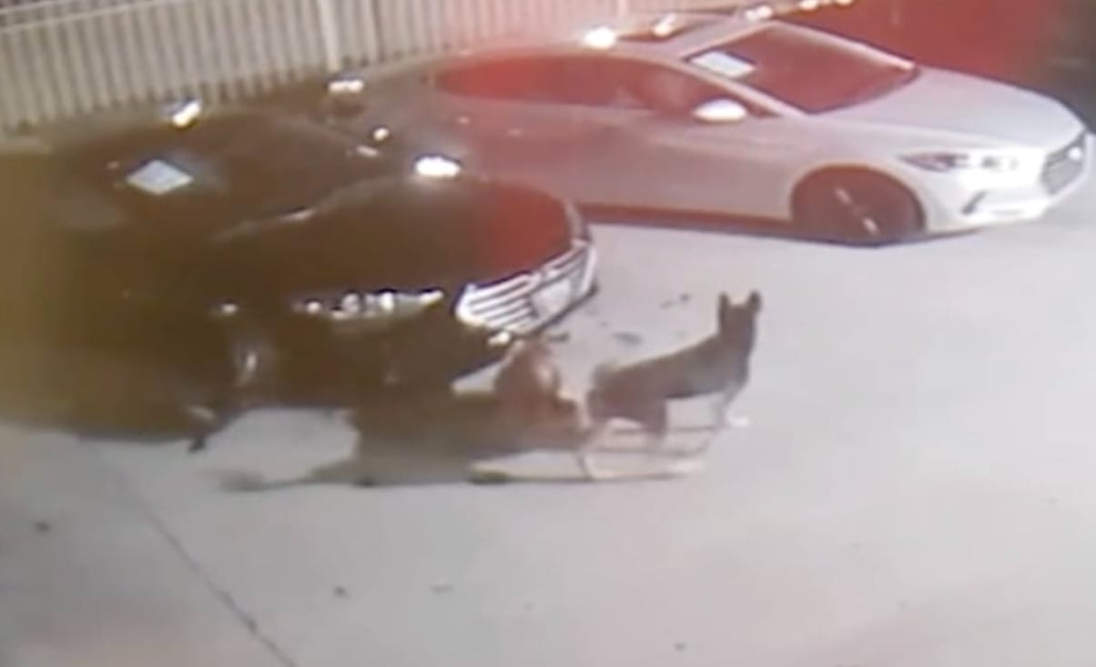 Egy csapat kóbor kutya szétcincálta egy autókereskedés drága autóit - videó