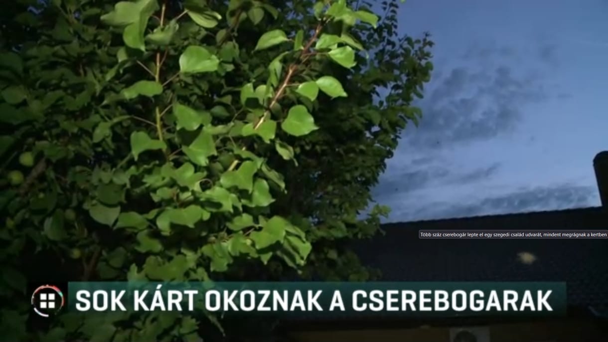Cserebogár-invázió Szegeden – ellepték egy család udvarát a rovarok