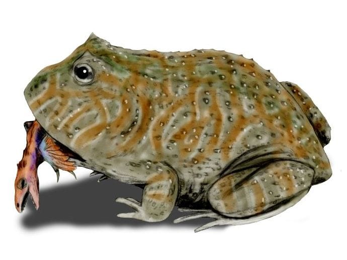 Dinókat ehetett egy közel félméteres ősi béka