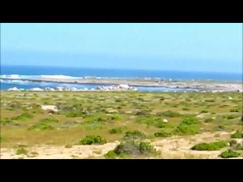 Videó: virágba borult az Atacama-sivatag