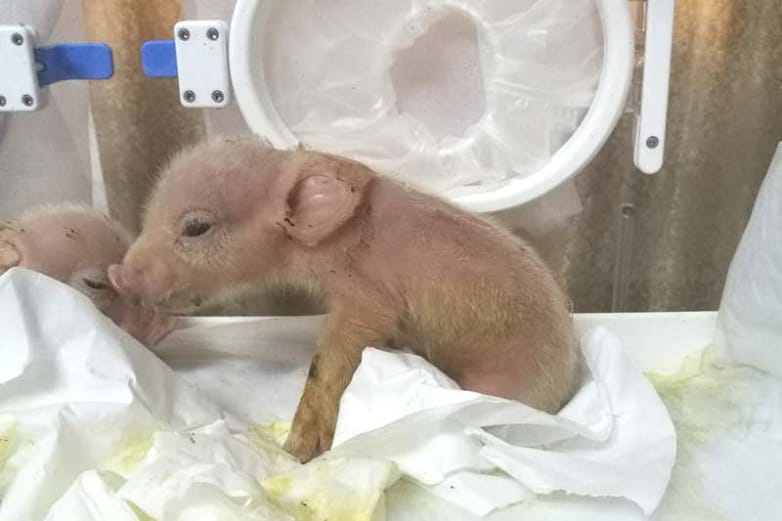 Kínai tudósok legyártottak egy állatot, amely disznó és majom egyszerre