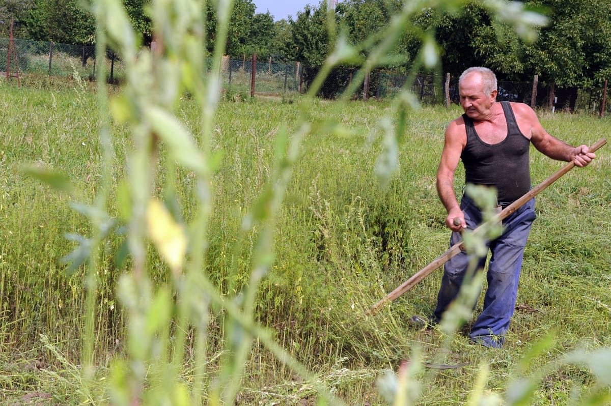 A nyári meleg visszatérése nem kedvez az allergiásoknak