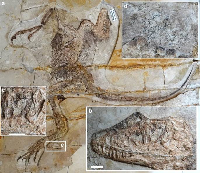 Még a belek is láthatók egy újonnan felfedezett dinoszaurusz kövületén