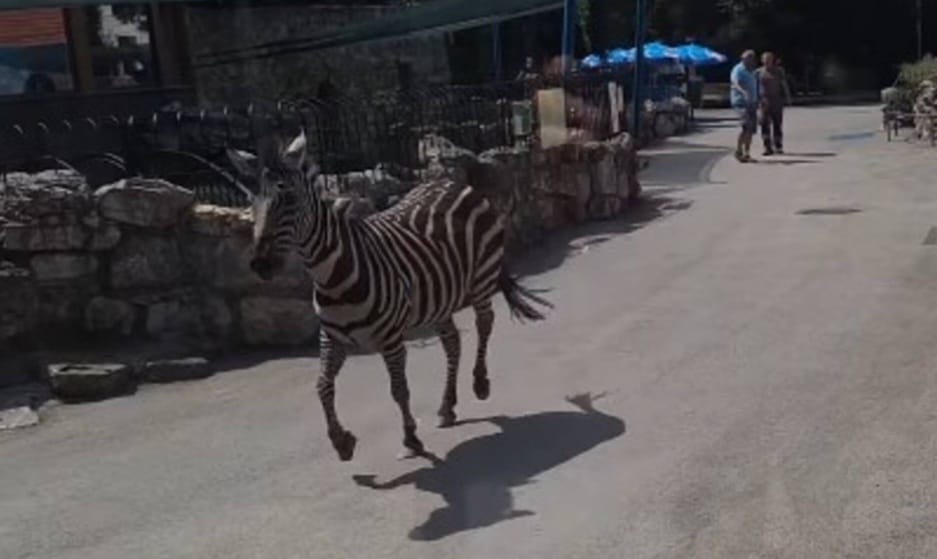 Elszabadult egy zebra a belgrádi állatkertben, három ember kórházba került – videó
