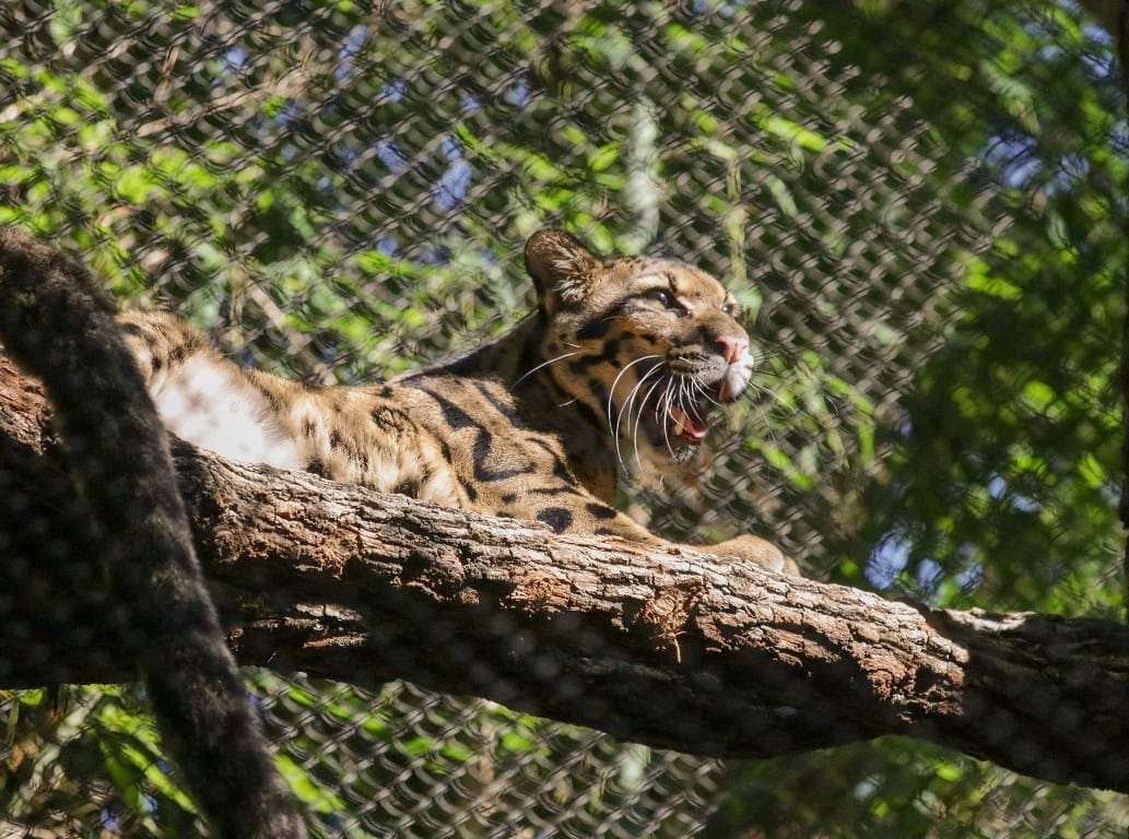 Elég kellemetlen meglepetés fogadta a leopárd gondozóit a dallasi állatkertben
