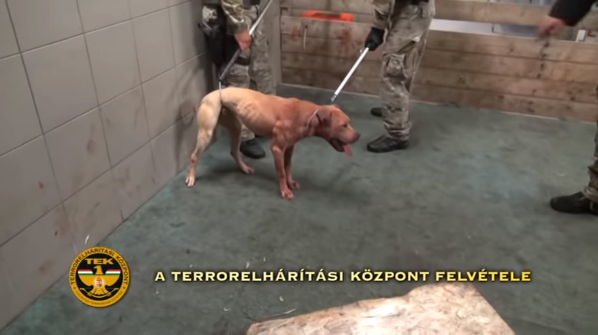 Kutyaviadal szervezőit fogta el a TEK Mohácson