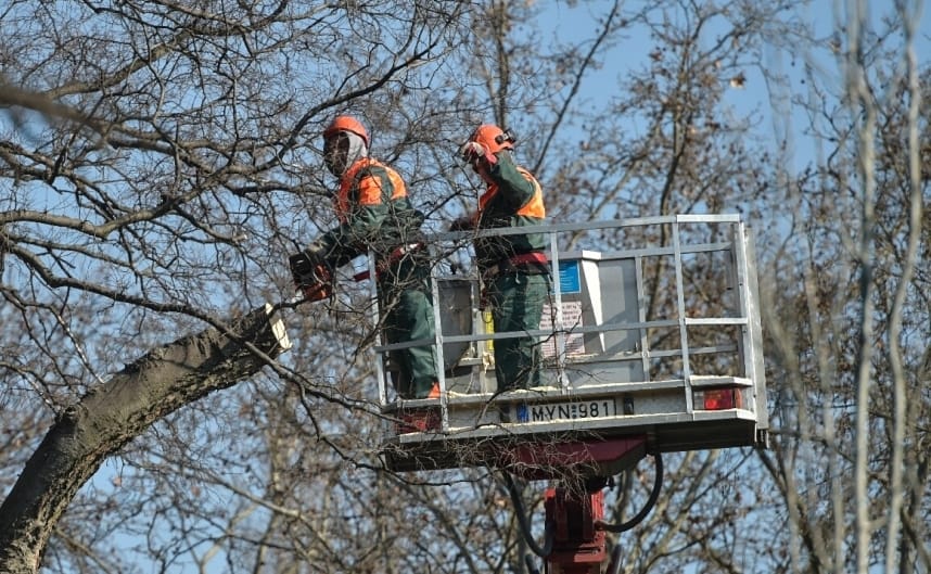 Mindenki nyugodjon le: a Városliget szebb, zöldebb, fásabb lesz