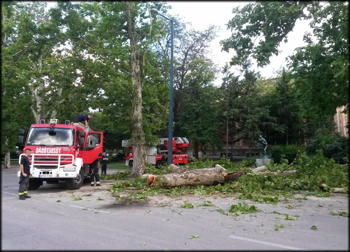Kigyulladt egy fa a Hősök tere közelében - fotó