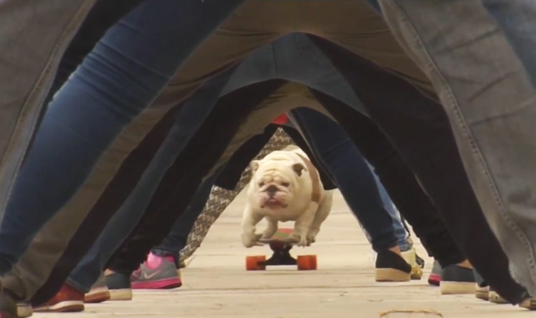 Videó: Rekordot döntött az embereken átgördeszkázó bulldog