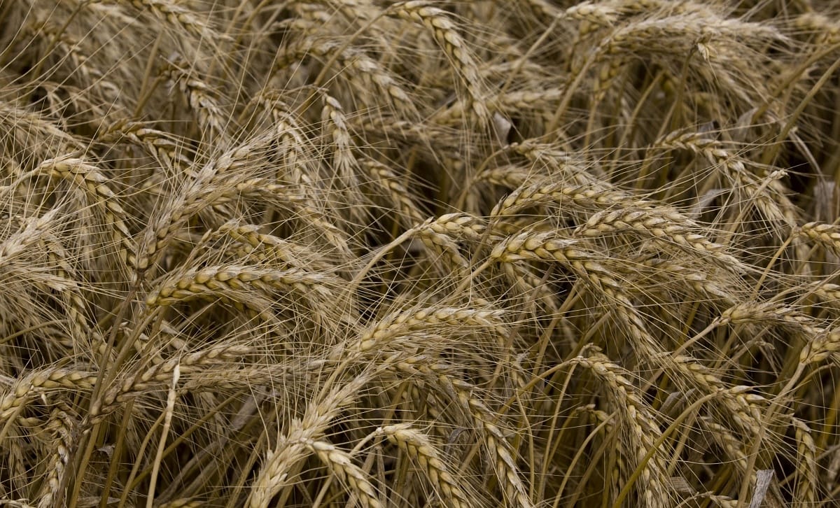 A bankok és a NAV bukhatnak a nagy malomcég csődjén