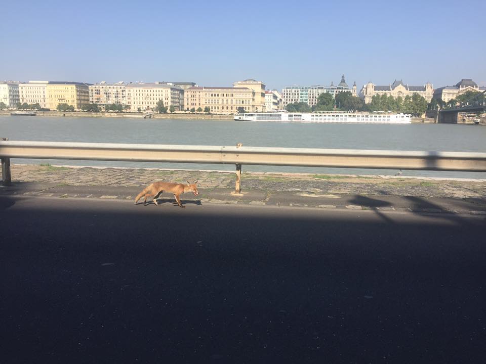 Lesoványodott róka sétál a budai alsó rakparton – fotó
