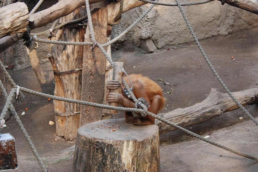 Az orangutánok saját maguktól jönnek rá, hogyan kell „kalapáccsal” feltörni a dióféléket