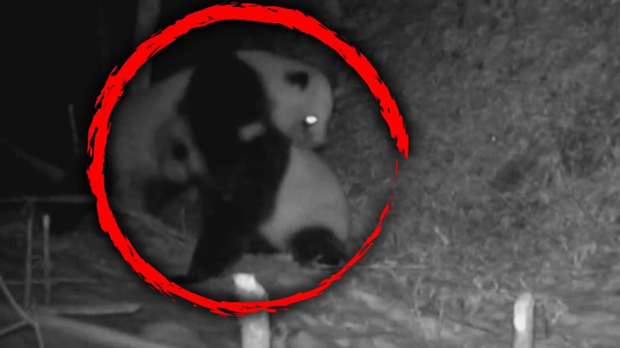 Vadon élő óriáspandák ádáz küzdelmét kapták lencsevégre Kínában – videó