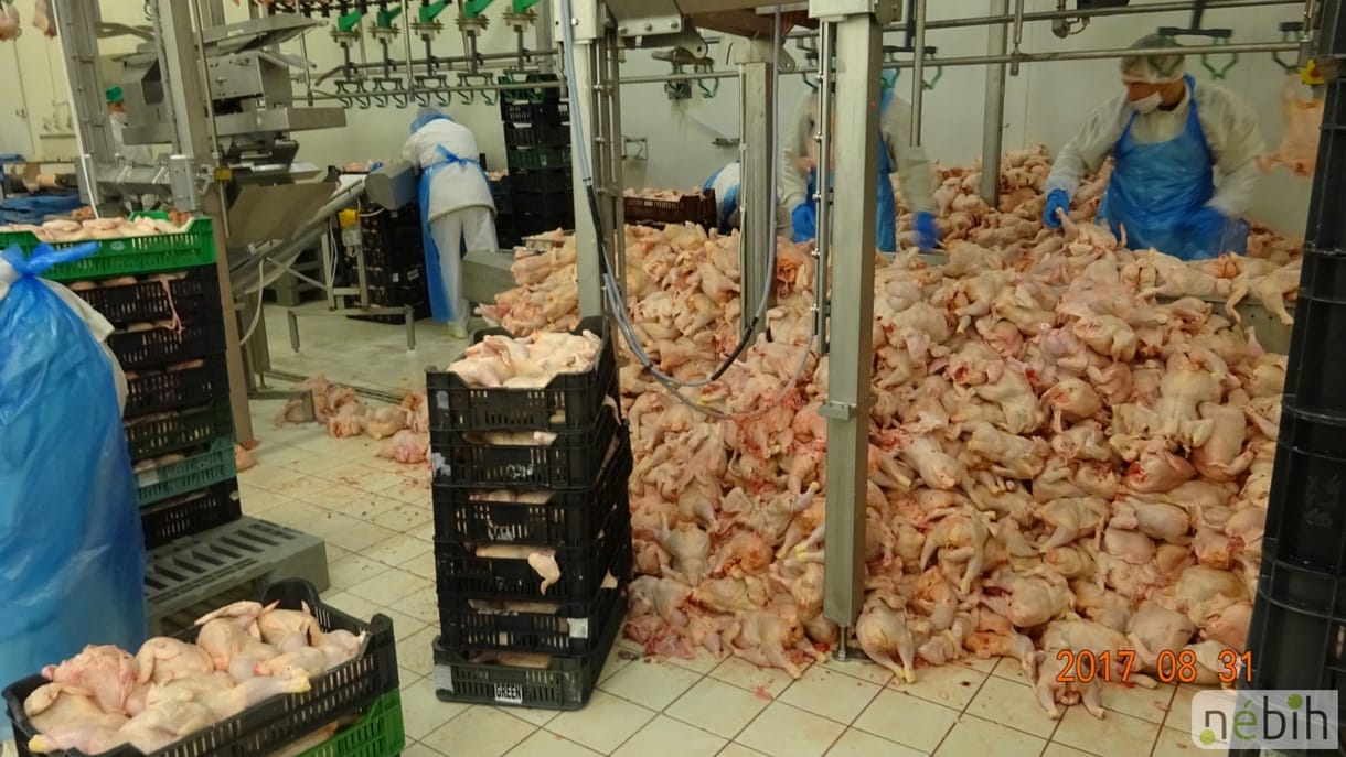 Derékig jártak az ellenőrök a pucér csirketestek között – videó