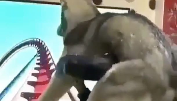 A nap videója: Így reagál egy kutya a virtuális valóságra