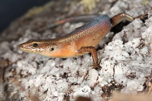Őssejtekkel nyúltak bele az evolócióba a tudósok, a gyógyításban lehet nagy szerepe