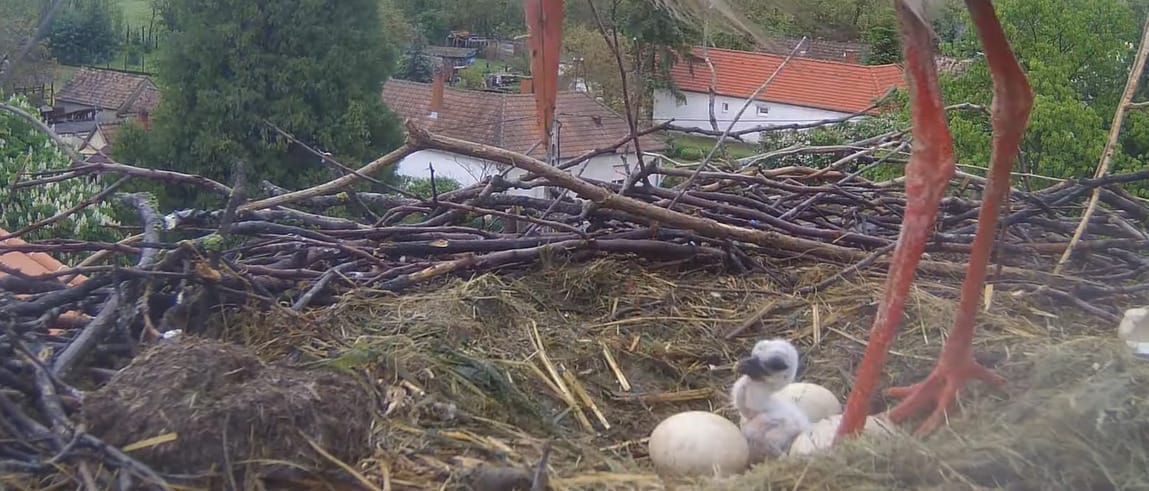 Videó: kikelt az első gólyafióka az ostffyasszonyfai fészekben