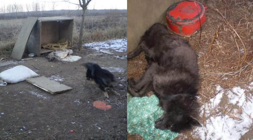 Láncra kötött kutyát hagytak halálra fagyni egy pesti társasház udvarán