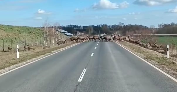 Jókora szarvasrudli vágtatott át egy autós előtt Nagyatádnál - videó