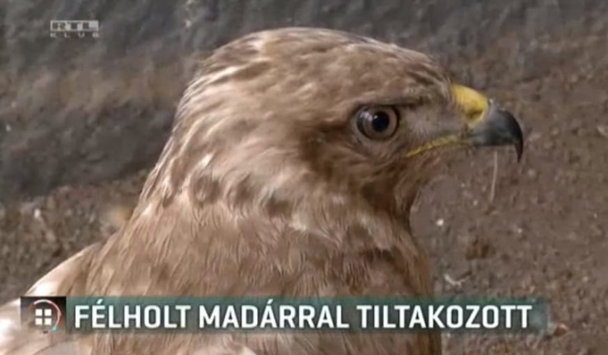 Félholt egerészölyvvel sétált be az áramszolgáltatóhoz a madármentő állomás vezetője