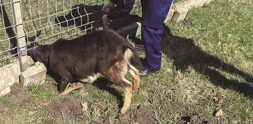 Fotók: Erővágóval vágták ki a kerítésbe szorult kiskecskét a rendőrök