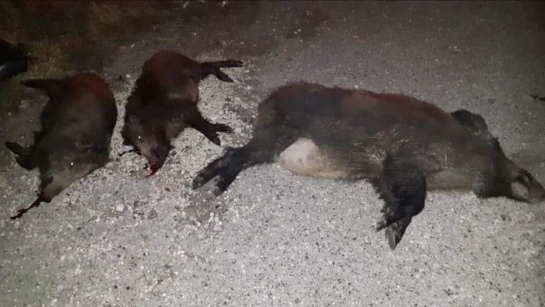 Egyszerre három vaddisznót gázolt el egy autós Piliscsabánál