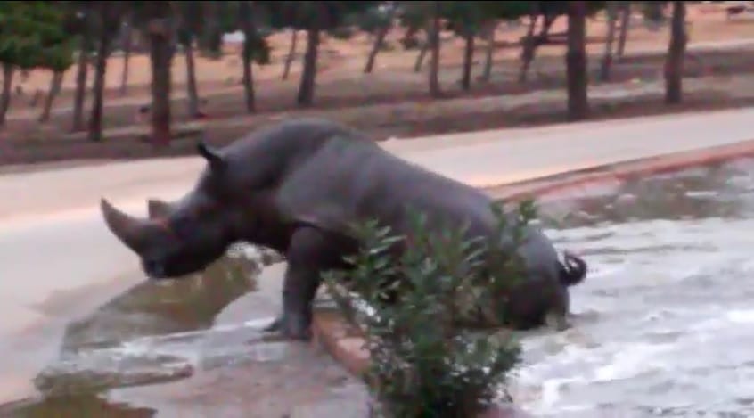 Víziló mentett ki egy orrszarvút a vízből - videó