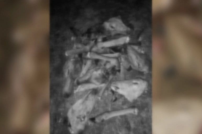 Feldarabolt állati tetemeket találtak a Tolna megyei Gyönknél