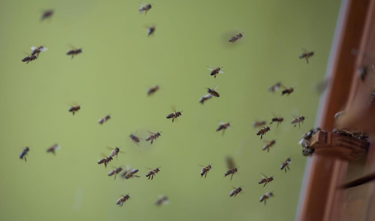 Alig lesz tavaszi méz idén a hideg miatt