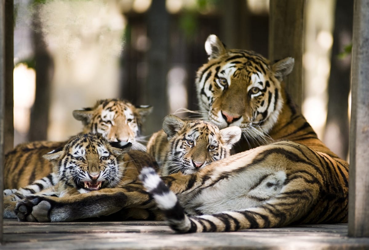 Látogatók előtt szült a nyíregyházi szibériai tigris (fotókkal)