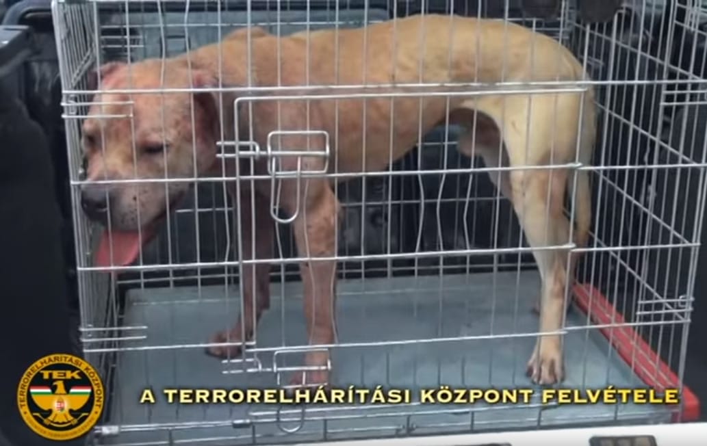 Véresre marcangolták egymást a kutyák a mohácsi állatviadalon, elítélték a szervezőket