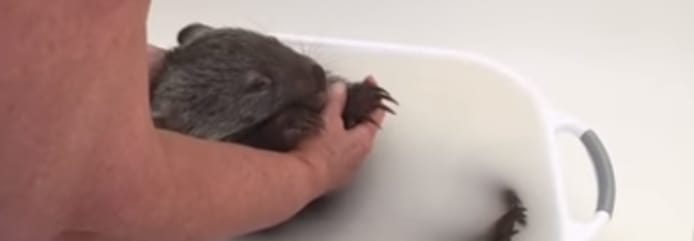 Fürdőző bébivombat robbantotta ma a cukiságbombát