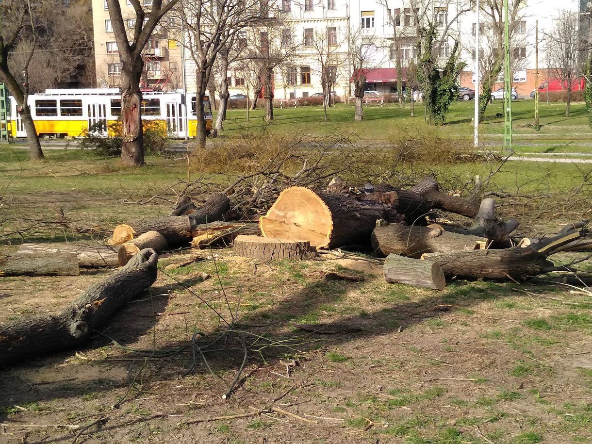 Kivágtak több fát a Tabánban