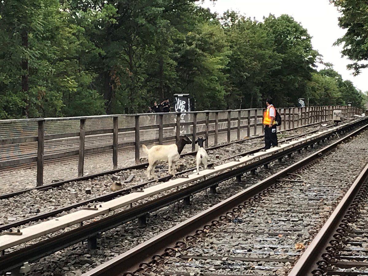 Kecskék legelésztek a New York-i metró sínjei között