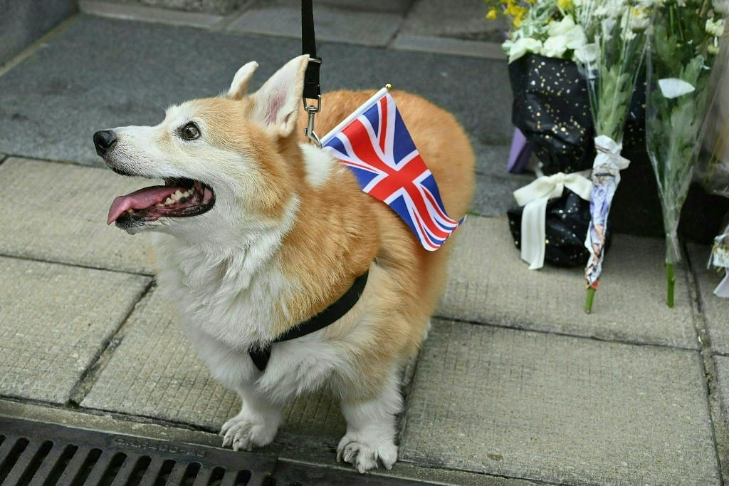 II. Erzsébet halála óta megduplázódott a corgik ára