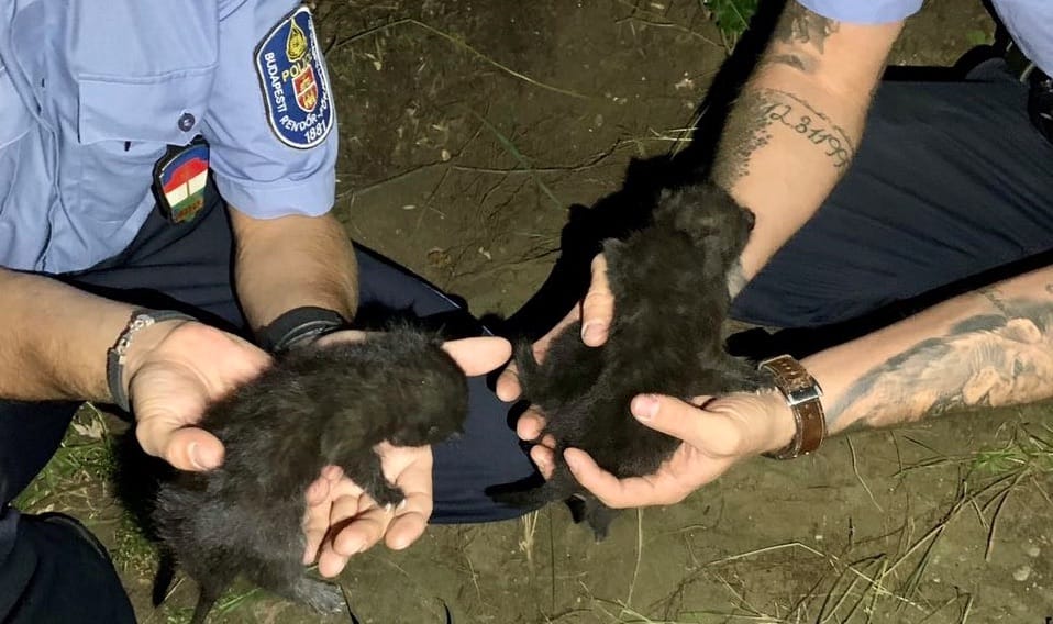 Élve temetett el kismacskákat egy nő Budapesten
