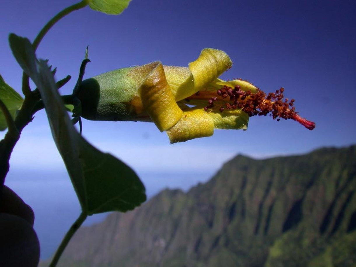 10 éve kihaltnak hitt növényt találtak Hawaiin