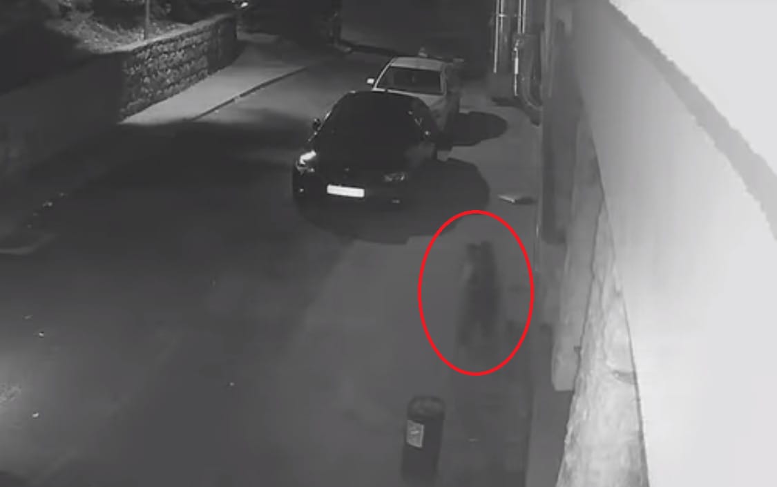 Négy medve erőszakkal tört be egy erdélyi hotelbe – videó