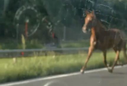 Eljárás indult az M7-esen szaladgáló lovak miatt