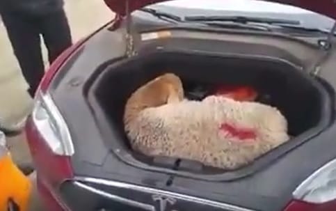 És azt tudta, hogy Kazahsztánban birkával mérik le a Tesla csomagtartóját?