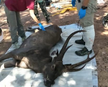 Hét kilogramm műanyagot találtak egy szarvas gyomrában Thaiföldön