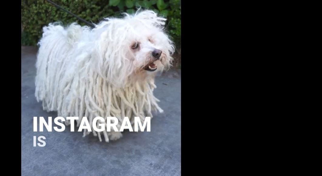 Mark Zuckerberg puli kutyája jelentette be az Instagram legújabb funkcióját