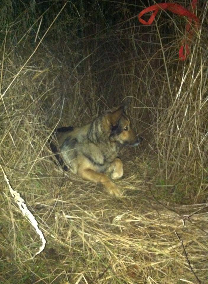 Megvan a kutyagyilkos, megkaphatja a 400 ezret a nyomravezető