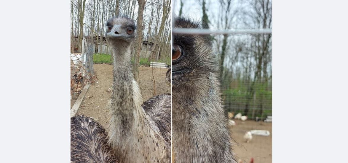 Kedd óta keresnek egy elszökött emut Baja környékén