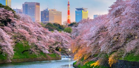 Tájfunok miatt borultak ősszel is virágba a japán cseresznyefák