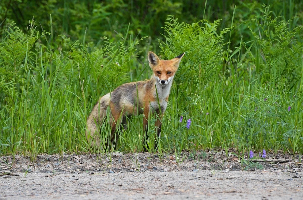 Vörös rókát fogtak a Péterfy-kórház baleseti központjában