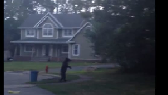Videó: Emberként járt-kelt egy medve New Jersey kertvárosában