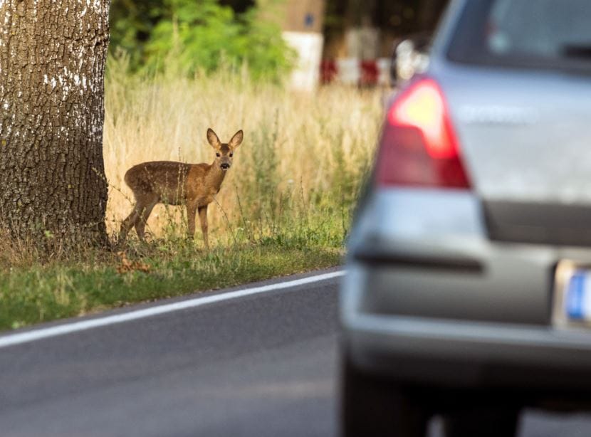 Nem KRESZ-tábla kell ide, egy olcsó módszerrel elkerülhető lenne sok vadgázolás