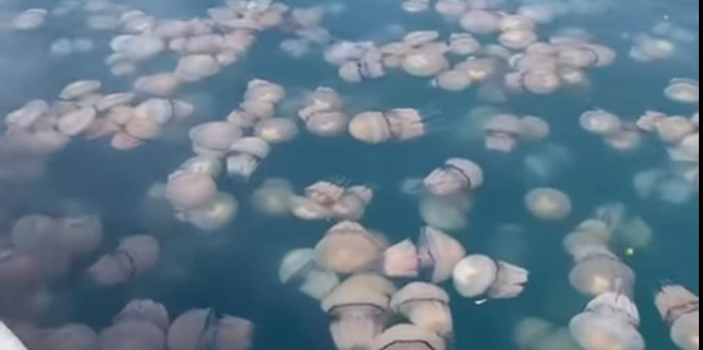 Medúzaszőnyeg borítja a trieszti kikötőt – videó