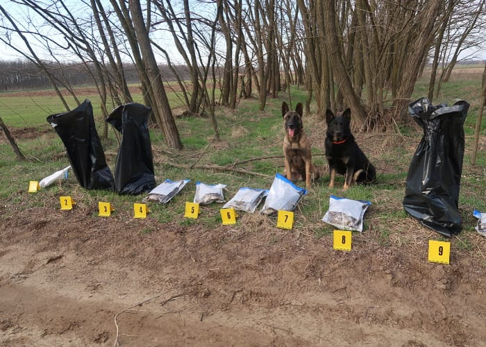 Egyre bátrabban mérgezik a ragadozó madarakat Magyarországon
